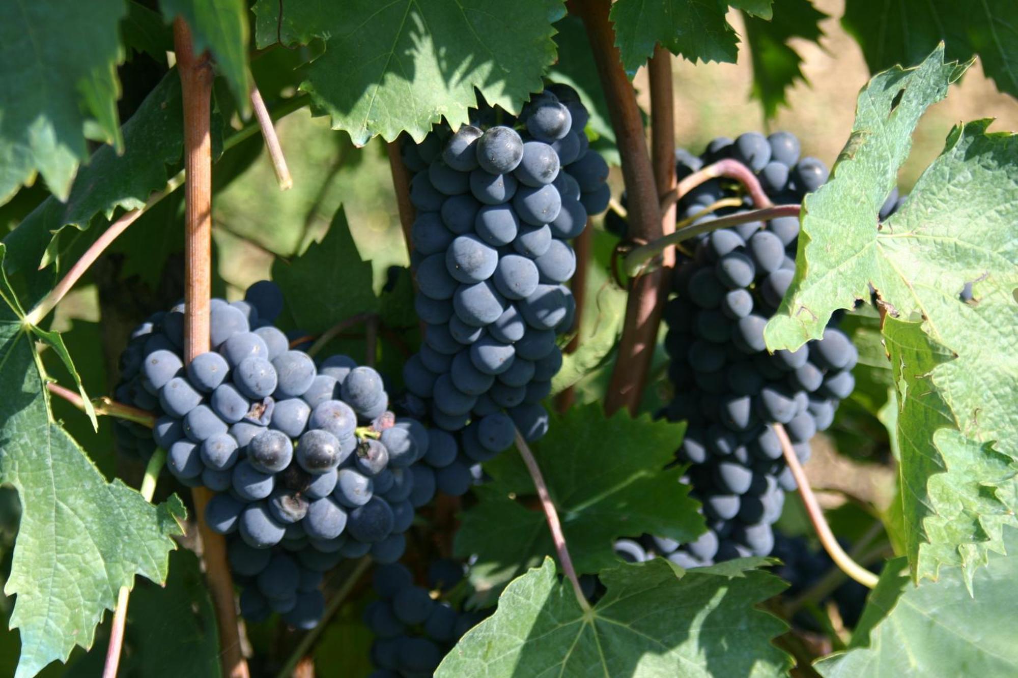 Agriturismo Podere La Cava Mercatale Val Di Pesa Exterior foto